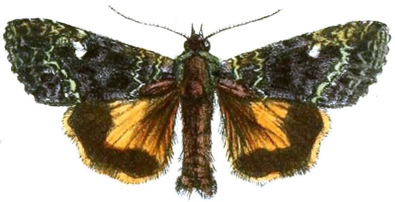 File:Olivenebula pulcherrima.JPG