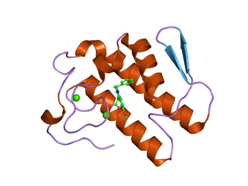 File:PDB 1dcy EBI.jpg