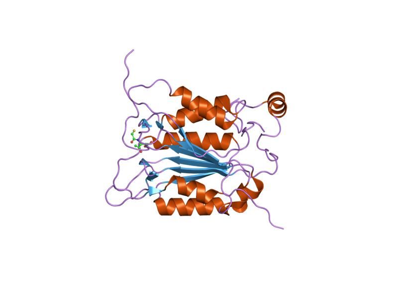 File:PDB 1rwk EBI.jpg