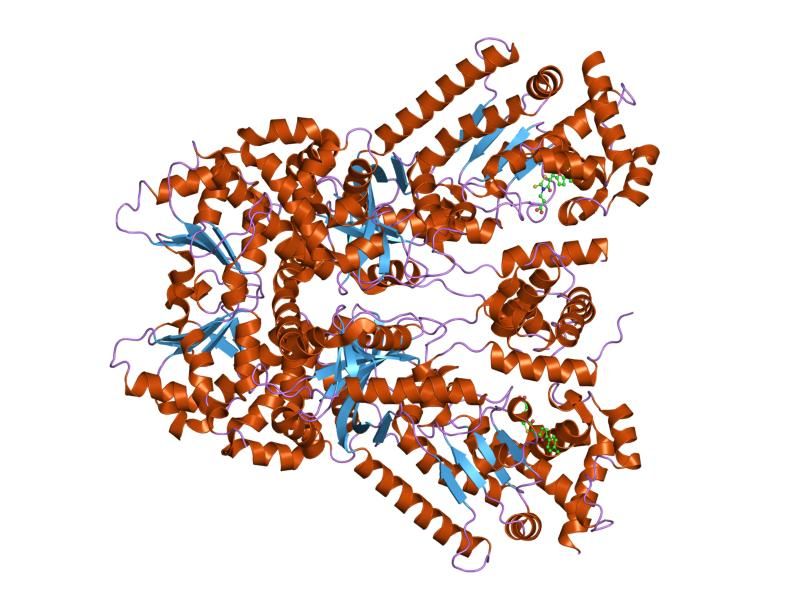 File:PDB 1zxv EBI.jpg