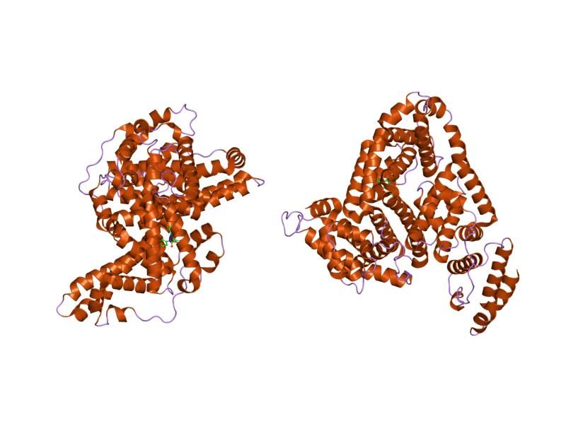 File:PDB 2bxb EBI.jpg