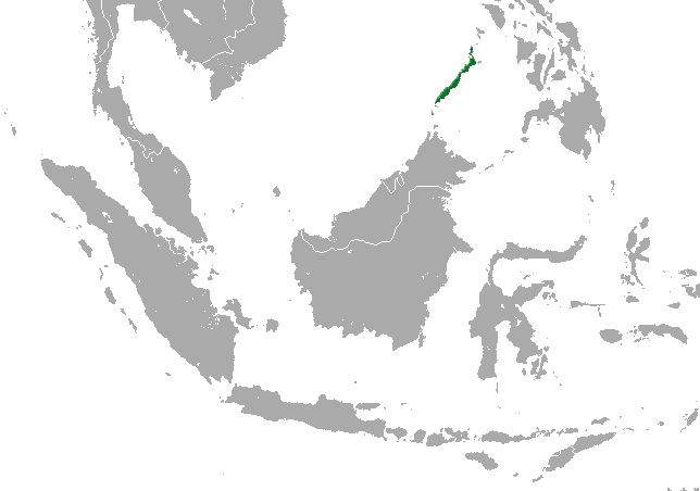 File:Palawan Shrew area.png