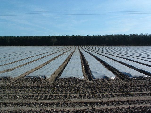 File:Polythene Field - geograph.org.uk - 367720.jpg