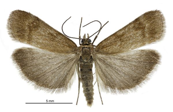 File:Scoparia ergatis male.jpg