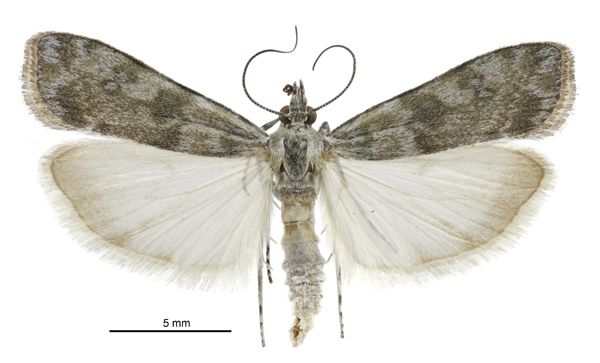 File:Scoparia s.l. asaleuta male.jpg