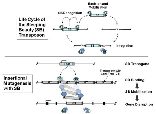 File:Sleeping Beauty transposon.jpg