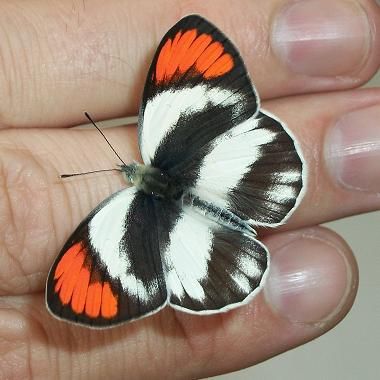 File:Smoky Orange Tip 18 11 2010.JPG