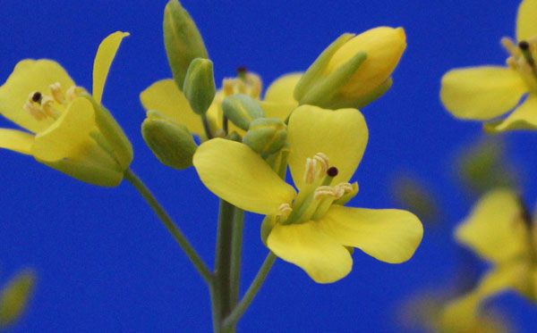 File:Standard Wisconsin Fast Plants purple-stigma flowers.jpg