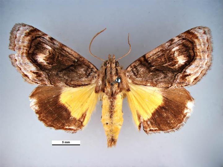 File:Zalissa catocalina dorsal.jpg