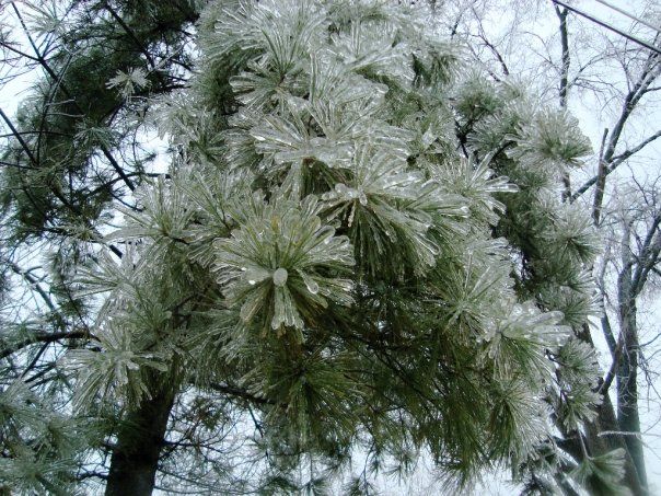 File:09 IceStorm Kentucky.jpg