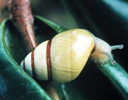 File:Achatinella.jpg