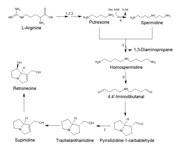 File:Biosynthesis route of retronecine.jpg