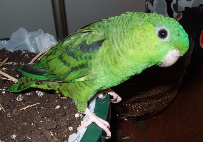 File:Bolborhynchus lineola -pet parrot.jpg