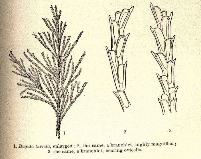 File:Bugula001.jpg