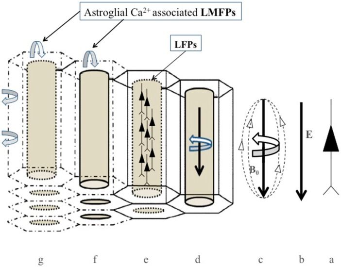 File:Cells-09-00439-g003.jpg