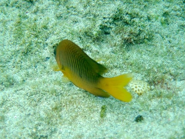 File:Chromis insolata.jpg