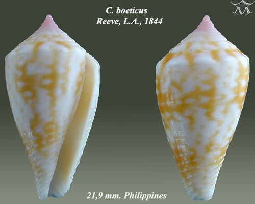 File:Conus boeticus 2.jpg