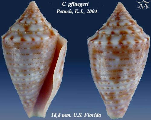 File:Conus pfluegeri 5.jpg