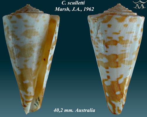 File:Conus sculletti 2.jpg