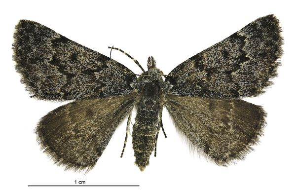 File:Dichromodes niger female.jpg