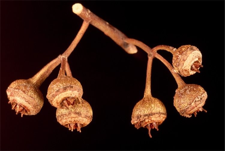 File:Eucalyptus drummondii fruit.jpg