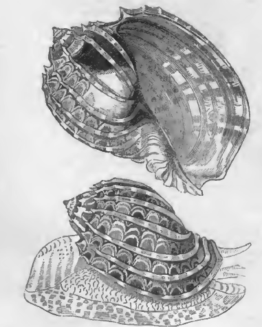 File:Hventricosawithshell.png