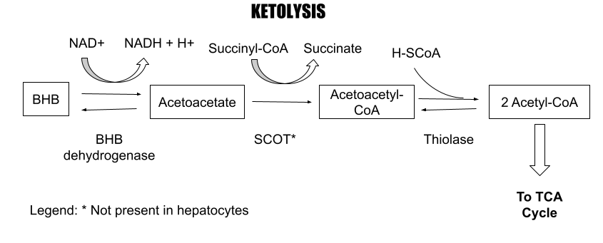 KETOLYSIS