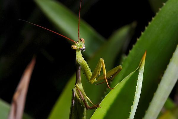 File:Louva-a-deus brachyptera (Cardioptera brachyptera).jpg