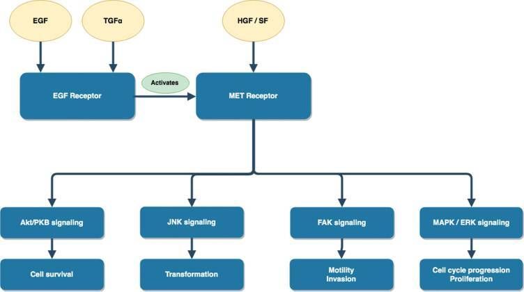 File:MET-pathway.jpg