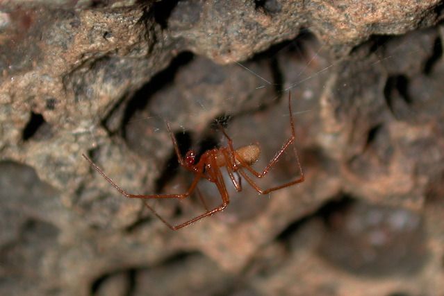 File:Male Nesticus sp. (Marshal Hedin).jpg