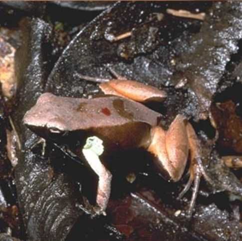 File:Mantella haraldmeieri.jpg