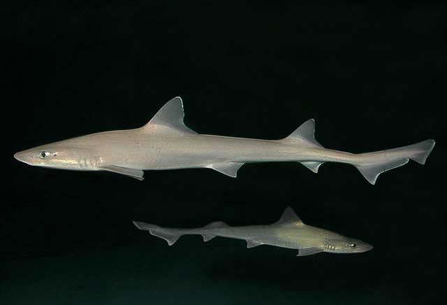 File:Mustelus canis SI.jpg