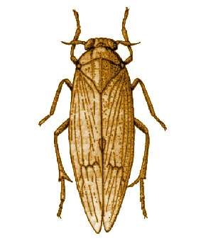 File:Nilaparvata lugens from CSIRO.jpg