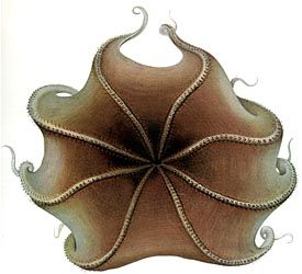 File:Opisthoteuthis extensa.jpg