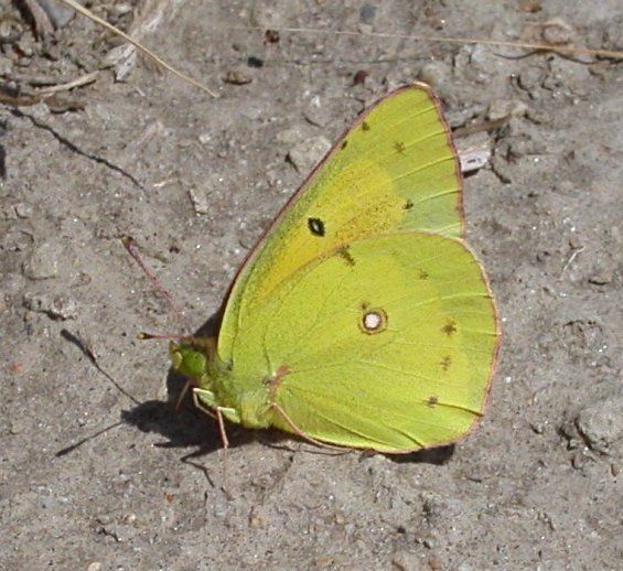 File:Orangesulphur.jpg