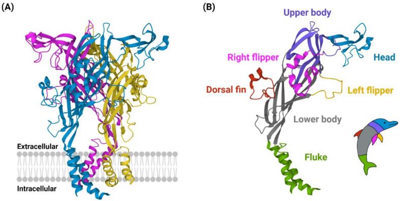 File:P2X4 receptor open state and monomer.jpg