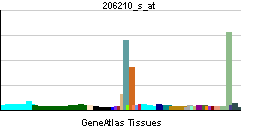 File:PBB GE CETP 206210 s at tn.png