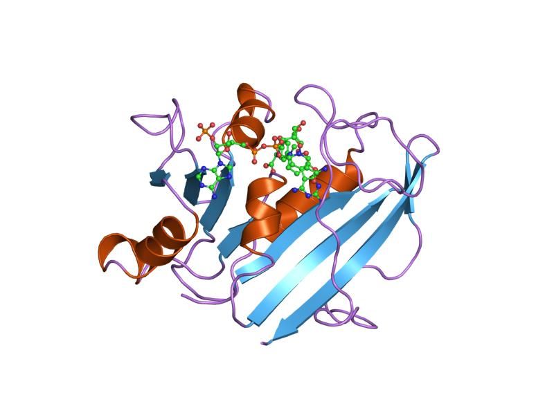 File:PDB 1hfq EBI.jpg