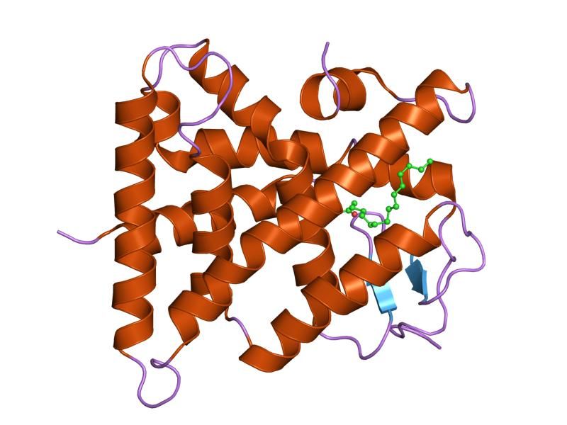 File:PDB 1lv2 EBI.jpg