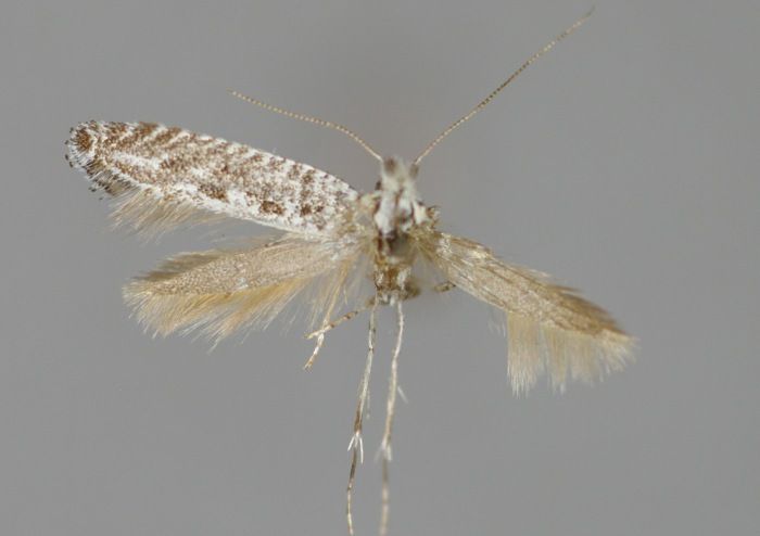 File:Parornix anguliferella-Salzburg, Flachgau, Thalgau-E-MK-21228a.jpg