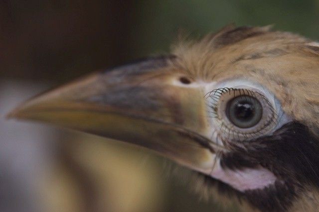 File:Philippine tarictic hornbill -chick.jpg