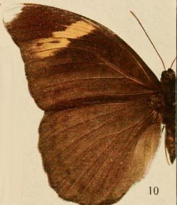 File:Pl.07-10-Bebearia maximiana (Staudinger, 1891).JPG