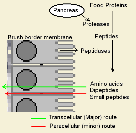 File:Protein digestion.PNG