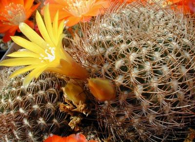 File:Rebutia caineana1MW.jpg