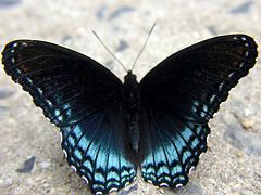 File:Red-spotted Purple.jpg