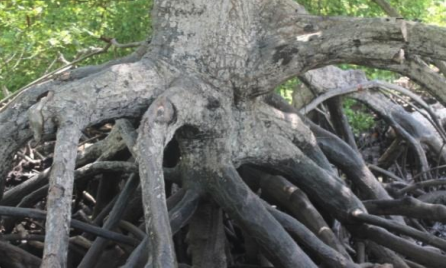 File:Roots of Rhizophora apiculata.png