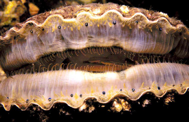 File:Scallop eyes.jpg