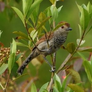 File:Thamnophilus ruficapillus-Rufous-capped Antshrike (Male).jpg