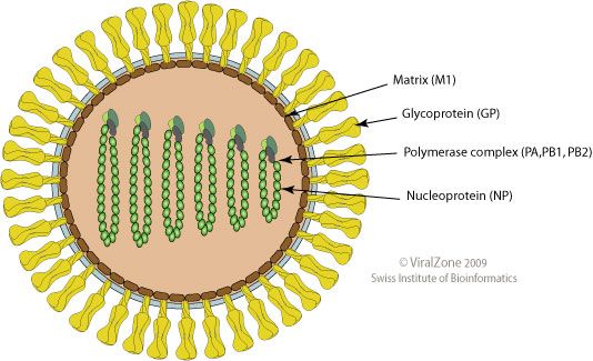 File:Thogotovirus-virion.jpg