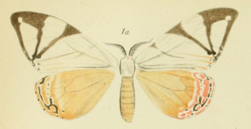 File:01-Otroeda aino (Bryk, 1915) (Nyctemera).JPG